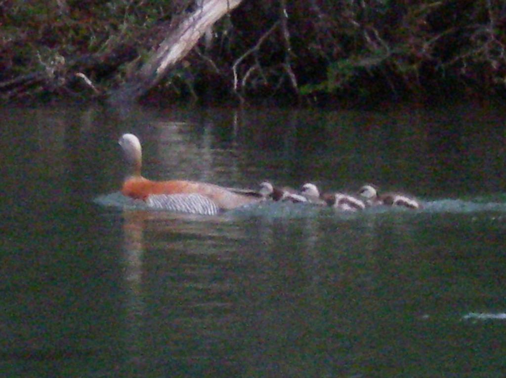 ホテル Confin Patagonico エル・チャルテン エクステリア 写真